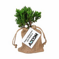 Starter Bonsai Tree in Burlap Bag
